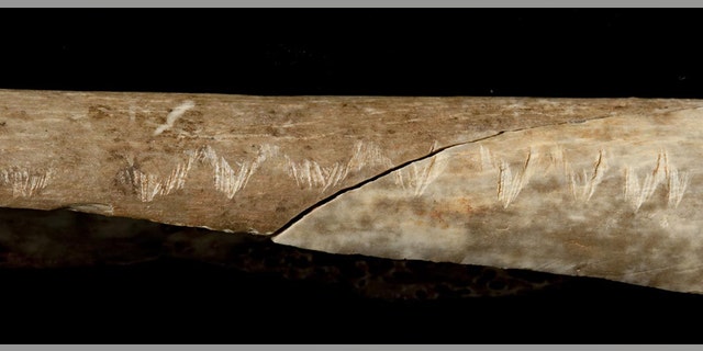 The engraved forearm bone discovered at Gough's Cave (Trustees of the Natural History Museum, London 2017)