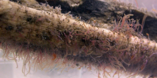 Modern bone-eating Osedax worms.