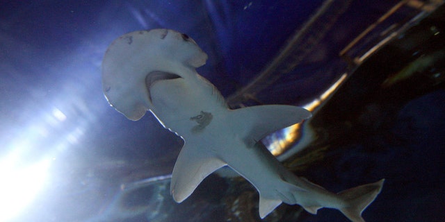 File photo - a Bonnethead shark at Chessington World of Adventures, Surrey, U.K. (Photo by Steve Parsons/PA Images via Getty Images)
