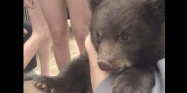Boo Boo the bear cub, shown here, is now living at the St. Louis zoo.
