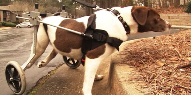 Bookie was fitted with a wheelchair by a local animal shelter.