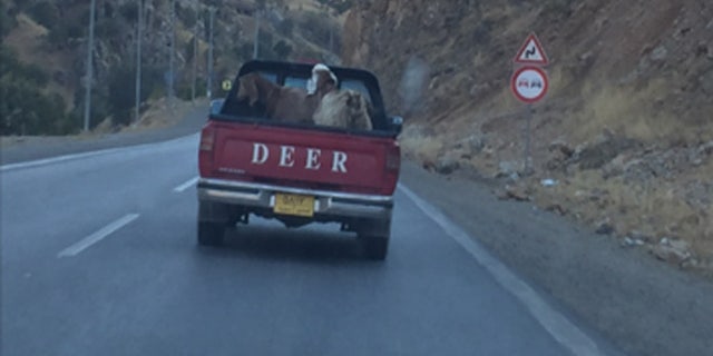 Trucks like this one bring the alcohol to the men who complete the trip on foot.