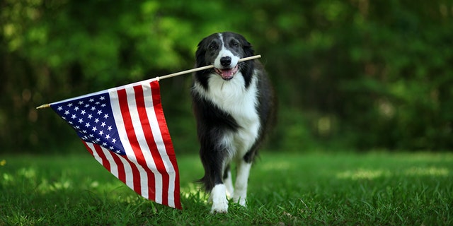 Get your pet ready for their patriotic close up.