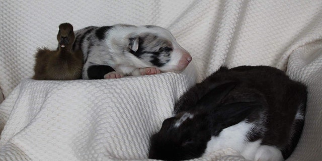 Hercules (top) was first introduced to birds as a young pup.