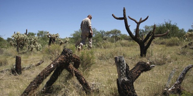 Border Patrol Agent Paul Du Bois searches for evidence from illegal immigrants along a dirt road in Pima County, Ariz., Aug. 17, 2009. (Reuters Photo)