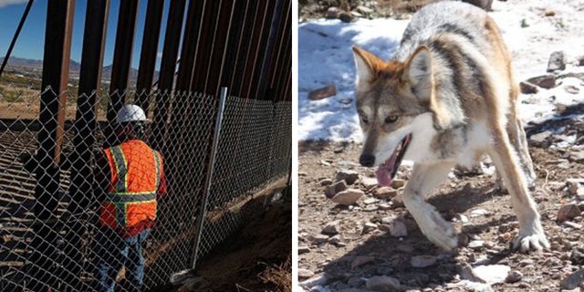 File photos - File photo - A U.S. worker builds a section of the U.S.-Mexico border wall at Sunland Park, U.S. opposite the Mexican border city of Ciudad Juarez, Mexico, November 9, 2016. Picture taken from the Mexico side of the U.S.-Mexico border/A Mexican gray wolf (REUTERS/Jose Luis Gonzalez/AP2011)
