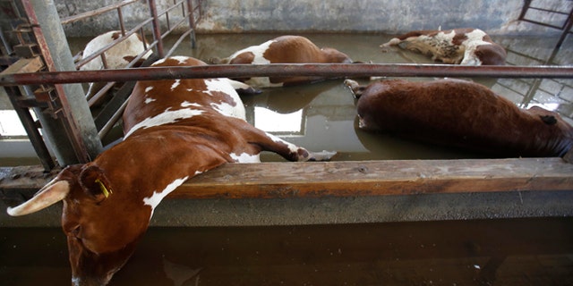 May 20, 2014: Dead cows wait to taken away by the Bosnian military from a farm near the Bosnian town of Bosanski Samac along river Sava, 200 kms north of Bosnian capital of Sarajevo. A new calamity emerged Tuesday in the flood-hit Balkans even as emergency workers battled overflowing rivers and evacuated thousands: tons of drowned livestock were posing a health hazard.