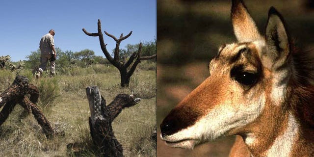 Shown here is a Border Patrol agent along the Arizona border in 2009, left, and a Sonoran Pronghorn. (Reuters/Fish and Wildlife)