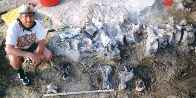 A photo from the 1998 excavation, with the brachiosaur foot bones below a tail of a Camarasaurus dinosaur. Credit: Photo courtesy of the KUVP archives
