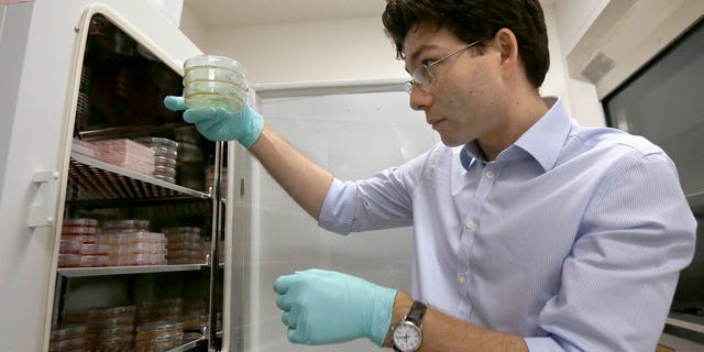 Dr. Sergiu Pasca, a neuroscientist, holds samples of cortical spheroids while posing for photos in his lab at Stanford University in Palo Alto, Calif., on Friday, Oct. 2, 2015. (AP Photo/Jeff Chiu)