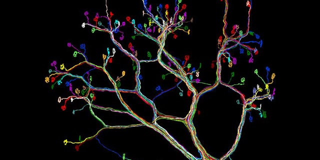 The wiring diagram of connections between neurons and the interscutularis muscle of a mouse ear.