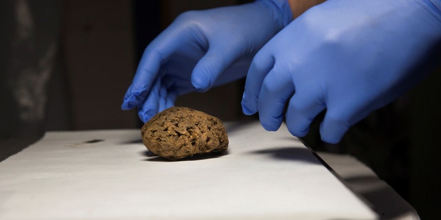Fernando Serrulla, a forensic anthropologist of the Aranzadi Science Society, prepares to show one of the 45 saponified brains of people killed by forces of the dictator Francisco Franco. Picture taken June 8, 2017. (REUTERS/Juan Medina)