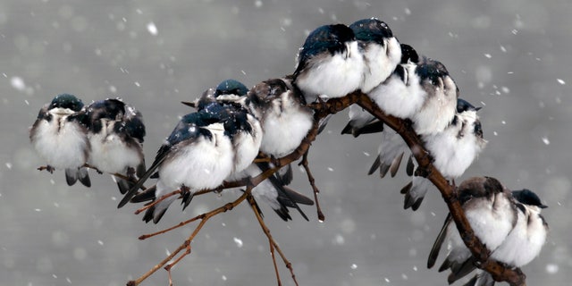 Birds perch on a branch during a spring snowstorm in Pembroke, N.Y.
