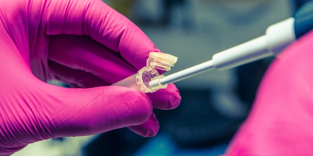 Pipette fills centrifuge tube for a scientific experiment