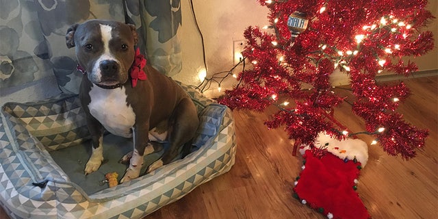 An Army vet's beloved 3-year-old pit bull, Bridget, was stolen from his house five days before Christmas.