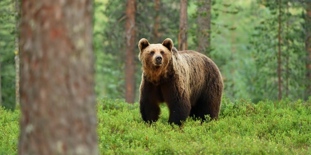 "Tell Mr. Bear to go for the white grapes… not the red,” one Facebook commenter suggested.