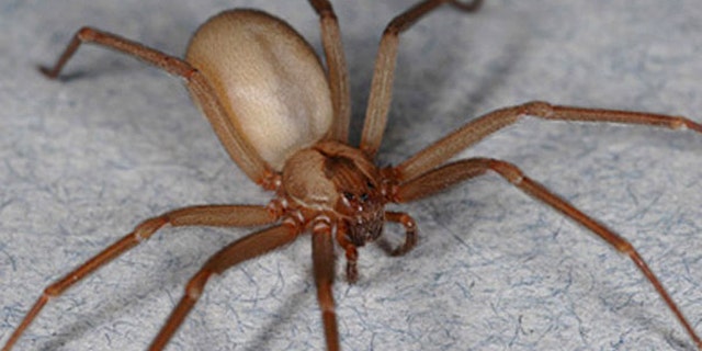 Brown recluse spiders exist within a smaller range than many realize, and their existence may be threatened by climate change.
