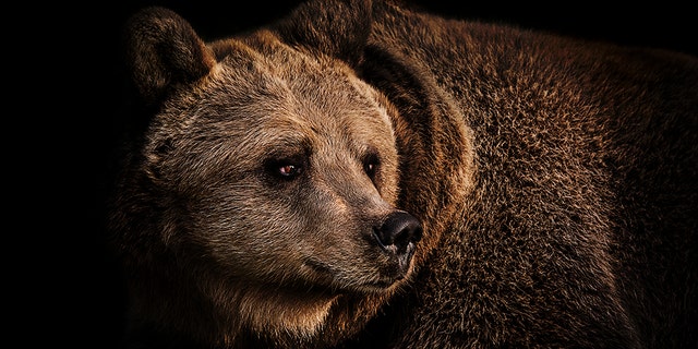 The North Carolina woman claims her dog Pickles died after warding off a bear that broke into her family's home.