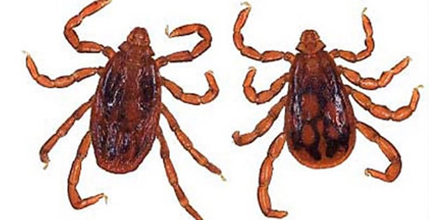 A brown dog tick.