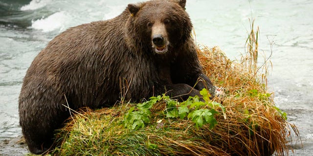 FILE: A coastal brown bear eats a salmon in the Chilkoot River near Haines, Alaska.