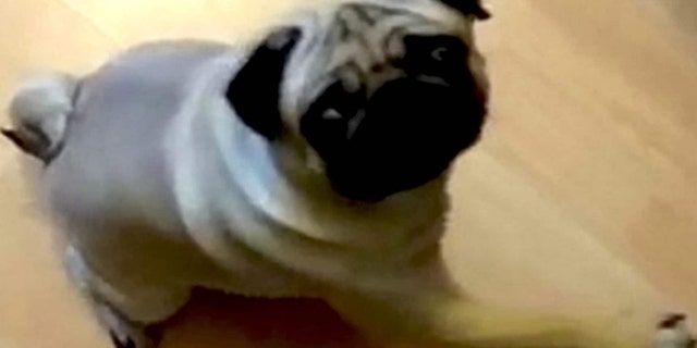 A man is on trial after he recorded a video showing his dog appearing to give a Nazi salute.