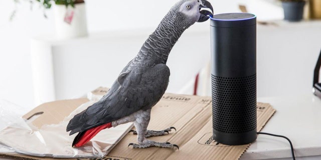 "Because of their intelligence and ability to mimic human speech," African grey parrots "are the most popular pet bird in the world," said NatGeo.