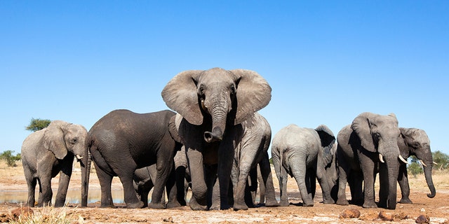 Elephants at a waterhole