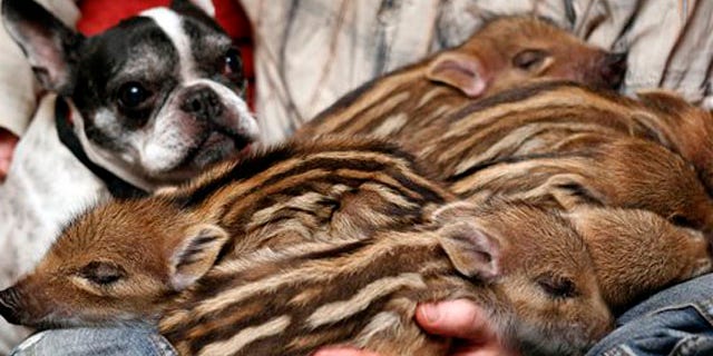 Feb. 15, 2012: French bulldog named Baby, left, attends the feeding of wild boar piglets at the Lehnitz animal sanctuary outside Berlin, Germany.