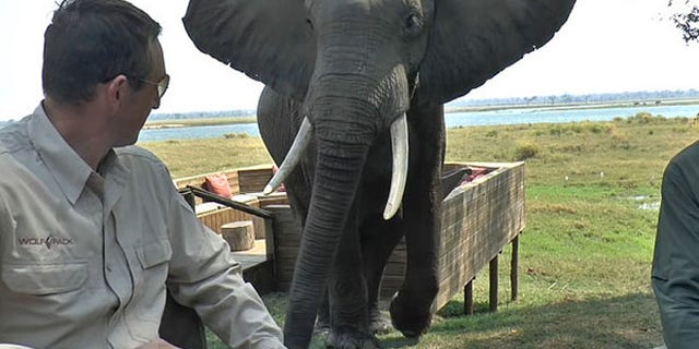 Video shows the elephant approaching the table, flapping its ears, which the animals use to scare off potential threats.