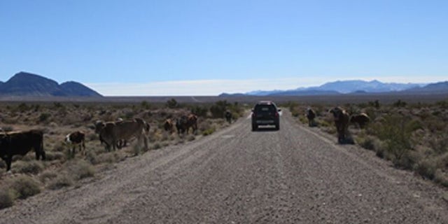 The Bundy herd still grazes on federal lands, despite numerous court orderrs and the family's refusal to pay grazing fees.