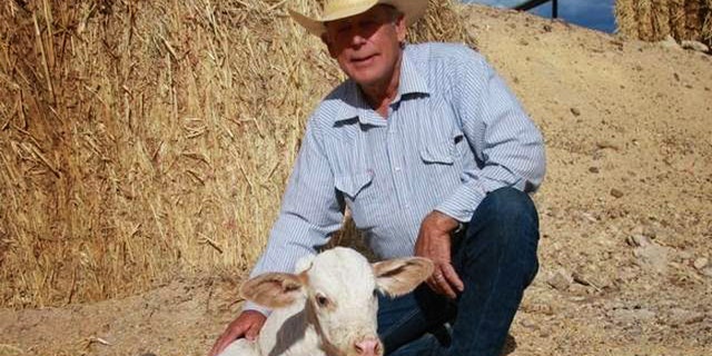 Cliven Bundy said his family's herd has always grazed on public land. (Courtesy Bundy Ranch)