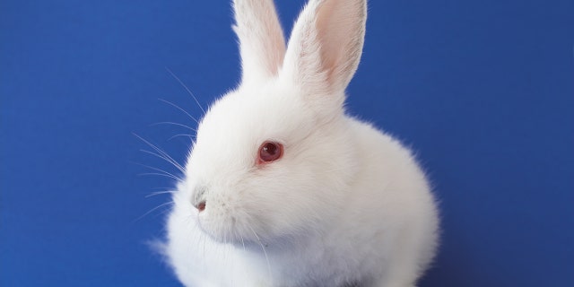 Apparently this bunny knows how to get around.