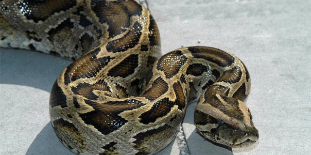 For Burmese Pythons, Florida May Be Just the Start | Fox News