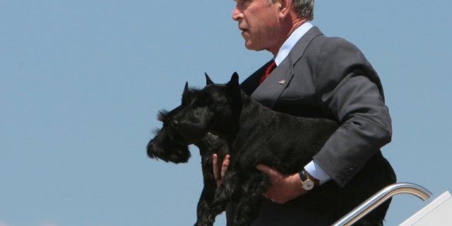 U.S. President George W. Bush carries his pet dogs Barney (front) and Miss Beazley off Air Force One at Andrews Air Force base near Washington August 13, 2006. Bush returned to Washington from an 11-day vacation on his ranch in Texas. REUTERS/Jason Reed (UNITED STATES) - RTR1GCRJ