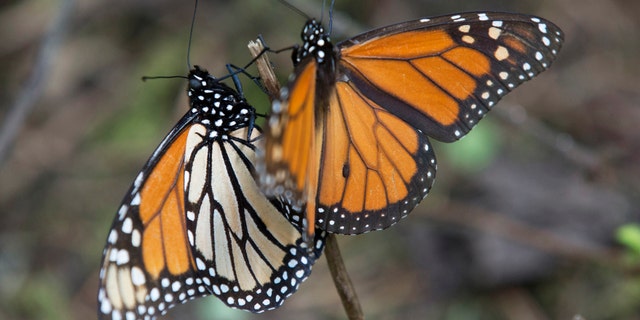 FILE - In this Jan. 4, 2015 file photo, Monarch butterflies perch on a twig at the Piedra Herrada sanctuary, near Valle del Bravo, Mexico. The number of Monarch butterflies that reached wintering grounds in Mexico has rebounded 69 percent from last yearâs lowest-on-record levels, but their numbers remain very low, according to a formal census by Mexican environmental authorities and scientists released Tuesday, Jan. 27, 2015. (AP Photo/Rebecca Blackwell, File)