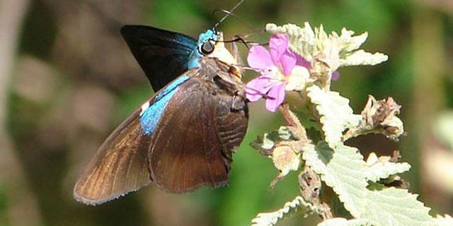 These large black and iridescent blue skipper butterflies are only found in Cuba and Andros Island, Bahamas -- and in Guantanamo Bay, scientists say.