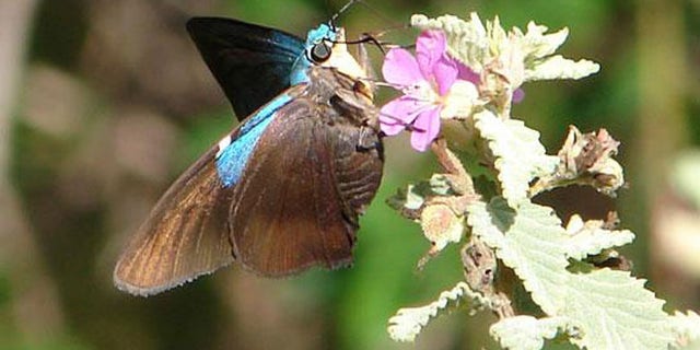 These large black and iridescent blue skipper butterflies are only found in Cuba and Andros Island, Bahamas -- and in Guantanamo Bay, scientists say.