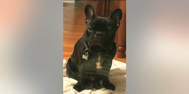 Kokito the dog passed away on a United flight from Houston to New York.
