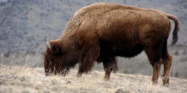 A bison grazes in Yellowstone National Park near Gardiner, Mont., in this March 9, 2016 photo.