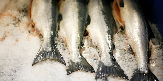 Sockeye salmon carcasses lie on ice after being cleaned at the Alitak Cannery in Alitak, Alaska July 30, 2008. REUTERS/Lucas Jackson (UNITED STATES) - RTR20PL8