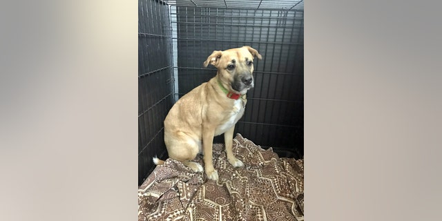 Two-year-old Shephard/Pit Bill mix Jack, who reportedly woke up his family to escape fire.
