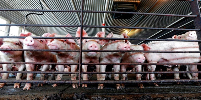 Young hogs are seen at Everette Murphrey Farm in Farmville, N.C., July 21, 2017.