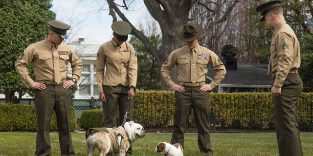 Chesty XIV meets Chesty XV for the first time at Marine Barracks Washington, March 19, 2018. Chesty the XV is beginning his training to become the new Marine Corps Mascot and will be taking over the position by 2019.