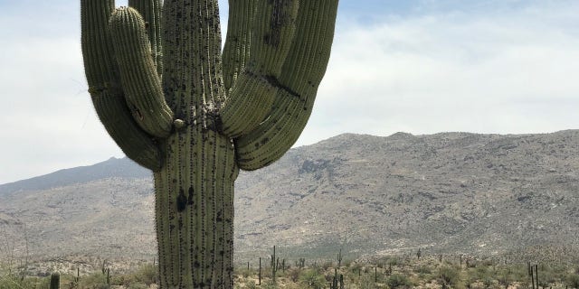 “When people think of the Sonoran desert or they think of the southwest desert, (what) often comes to mind are the pictures of Saguaro’s," Stonum said.