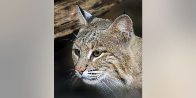 Bobcats are not known to be aggressive to humans, according to experts.