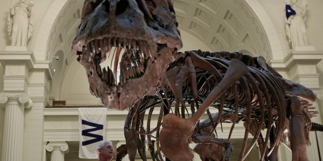 A fossil of a Tyrannosaurus rex known as "Sue" is seen in Chicago's Field Museum, Oct. 6, 2016.