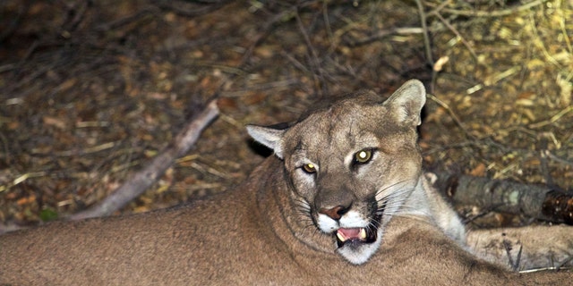 The mountain lion known as P-45 is pictured in Malibu, California.