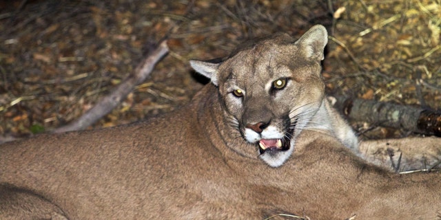 The mountain lion known as P-45 is pictured in Malibu, California.