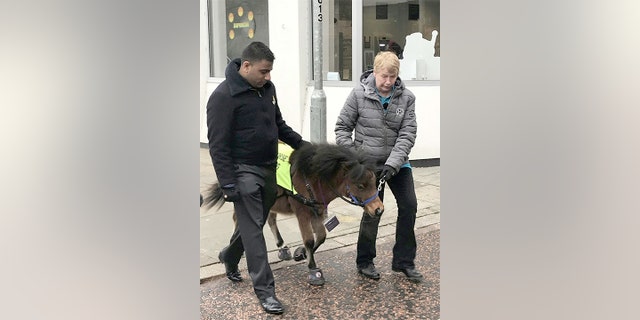 c5194200-horse