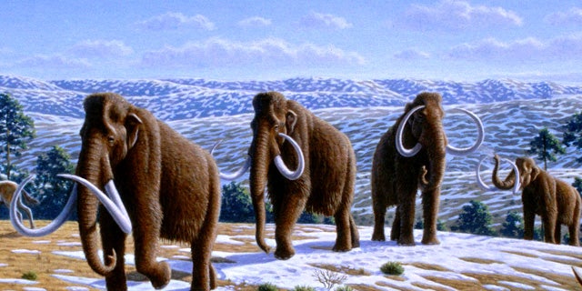 An artist's illustration depicts a herd of woolly mammoths.
